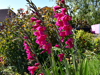 Pink flowers in the Garden of Tranquility at Demelza, Kent