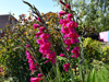 Pink flowers in the Garden of Tranquility at Demelza, Kent