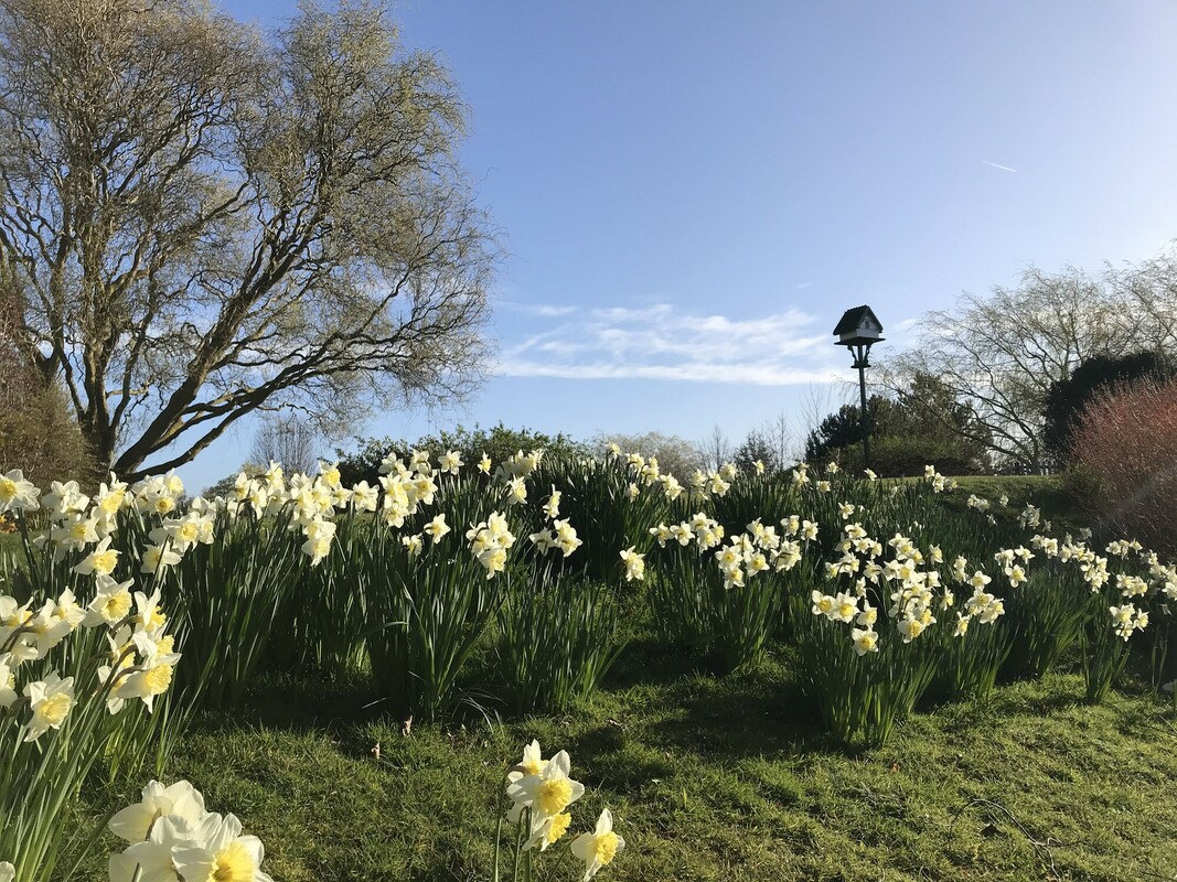 Field with flowers