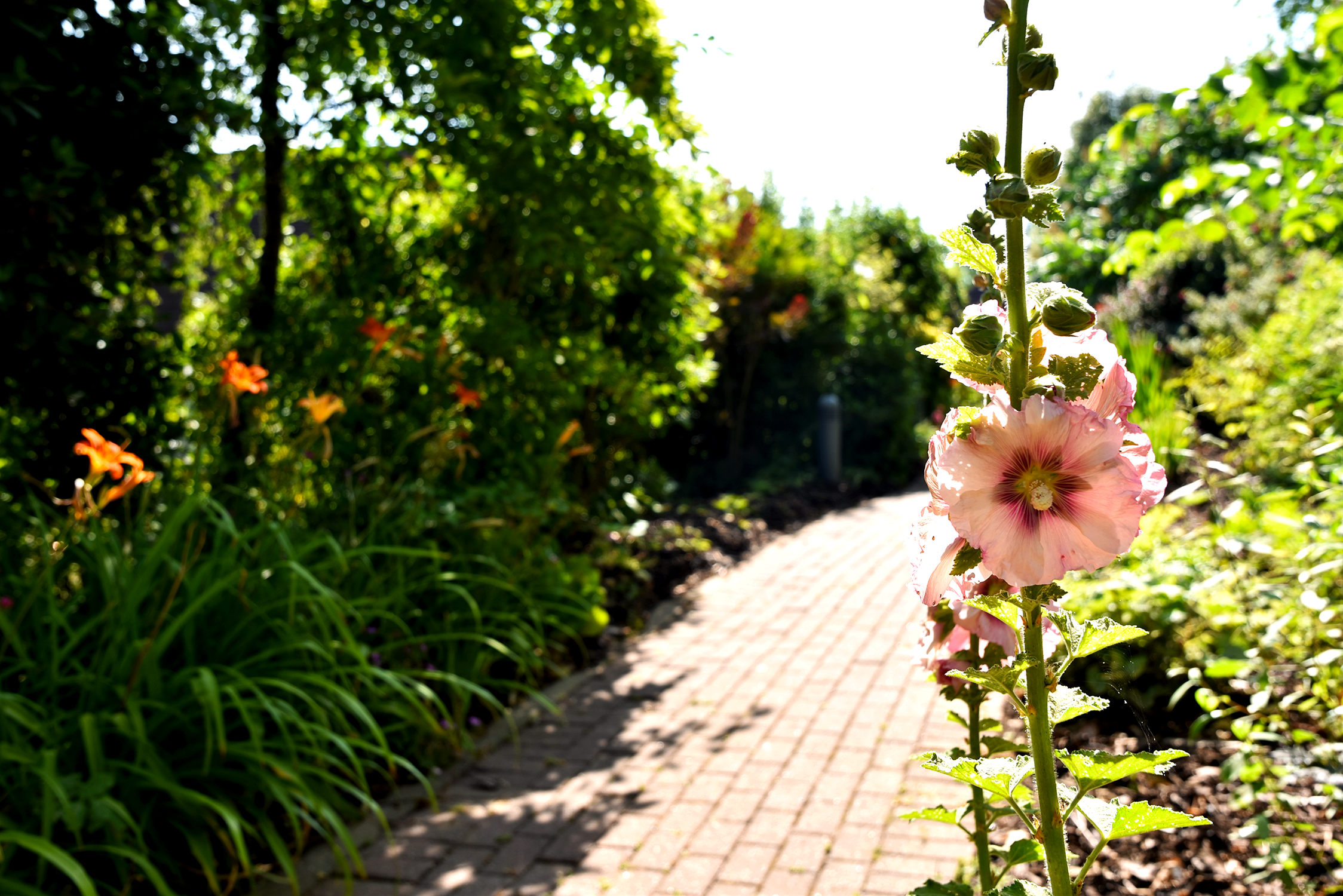 Kent garden pathway