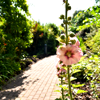 Kent garden pathway