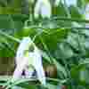 A white flower known as a snowdrop