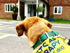 Therapy dog in yellow vest reading 'PETS AS THERAPY visiting PAT dog' looks toward the entrance of a brick building.